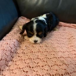 Hailey - Tri-color female Cavalier King Charles Spaniel puppy in Athens, Georgia from Sandy Cross Kennels