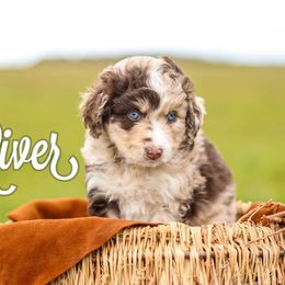 Bernedoodle and Bernese Mountain Dog Puppies from Lost Coast Bernese Mountain Dogs