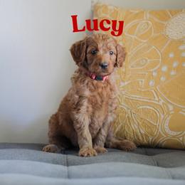 Lucy - Red  female Goldendoodle puppy in College Station, Texas from Em & El Doodles