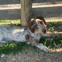 Copper - Dachshund