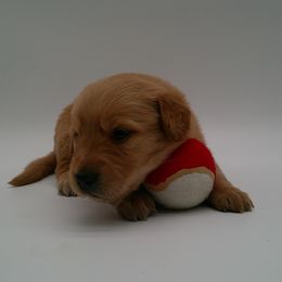 Jasper - Golden male Golden Retriever puppy in Salem, Oregon from Oregon Rose Goldens
