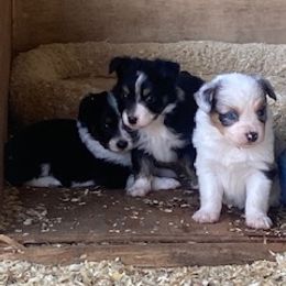 Toy Australian Shepherd Puppies from Lone Oak Aussies