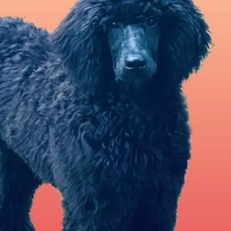 Cavalier King Charles Spaniel and Poodle Puppies from Callaway's Cavaliers