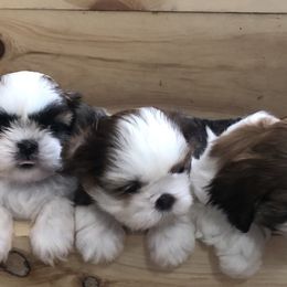 Shih Tzu Puppies from Lil' Darlin' Shih Tzus of the Virginia Blue Ridge
