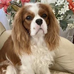 Cavalier King Charles Spaniel All Grown Up from Cavaliers of Royalty