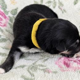 Female 1 - Black and tan female German Shepherd puppy in Allentown, Pennsylvania from VMH Shepherds