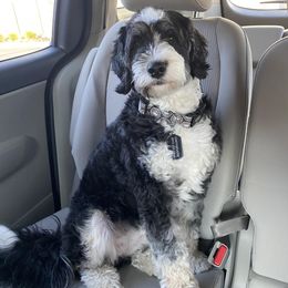 Bernedoodles, Cavapoos, Goldendoodles, and Schnoodles from Doodle Kin