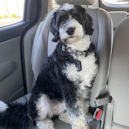 Bernedoodles, Cavapoos, Goldendoodles, and Schnoodles from Doodle Kin