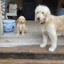 Goldendoodle and Yorkshire Terrier Puppies from Pups of the Lowcountry