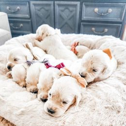 Pick 7 - Light golden male Golden Retriever puppy in Deer Lodge, Tennessee from SelahGold