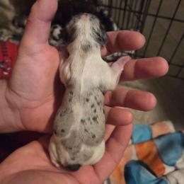 Vlad - Dapple male Dachshund puppy in Mobile, Alabama from Mobile Mini Dachshunds