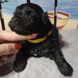 Smudge - Black and white male Shichon puppy in Imperial, Missouri from Shichon Teddybear  puppies of Miss