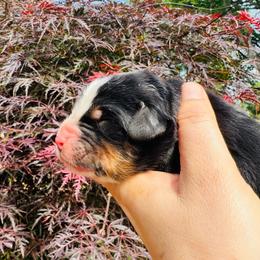 3rd pick male - Black rust and white male Bernese Mountain Dog puppy in Harrisburg, North Carolina from Bunn Ranch Goldens & Bernese