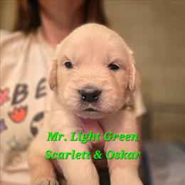 Mr. Light green - Light golden male Golden Retriever puppy in Waynesburg, Ohio from Avalon English Retrievers