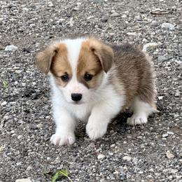 Sable Male 1 - Sable male Pembroke Welsh Corgi puppy in Rochester, Indiana from Stacy’s Pembroke Welsh Corgis