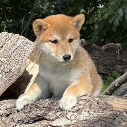 Kibo - Red male Shiba Inu puppy in Winthrop, Minnesota from Kayobi Shibas