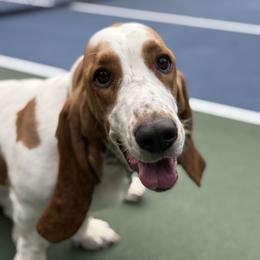 Penny - Basset Hound