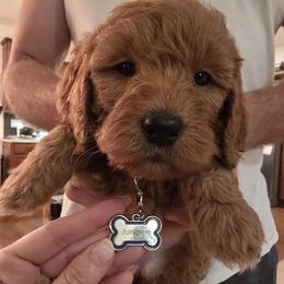 Juniper - Red  female Goldendoodle puppy in Red Oak, Iowa from Fisher Pups-Stay Golden with a Doodle