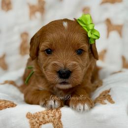 Green collar BONNIE - Apricot female Goldendoodle puppy in Salem, Utah from Aspen Doodles