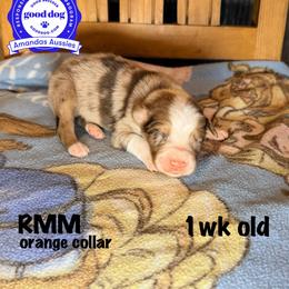 RMM orange collar - Red merle male Australian Shepherd puppy in Greenville, Texas from Amandas Aussies