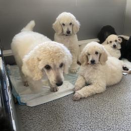 Poodle Puppies from Kotu Poodles