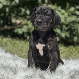 Tessa - Black female Great Dane puppy in Beulah, Michigan from Northwood Euro Danes and Bassets