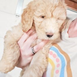 Goldendoodle Puppies from Americana Paws