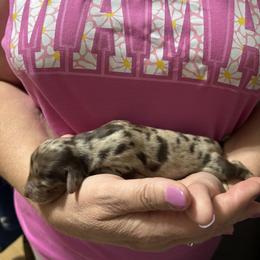 Dachshund Puppies from D & F Doxies