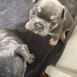 Sparky - Blue male French Bulldog puppy in Philadelphia, Pennsylvania from Kiki Leigh Frenchies