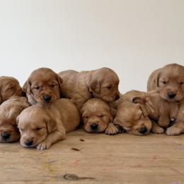 Golden Retrievers from Church Creek Retreievers