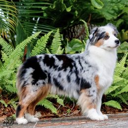 Katniss - Miniature American Shepherd
