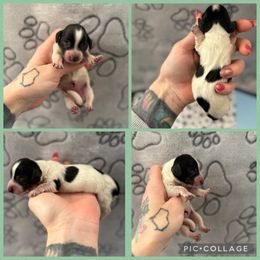 Pie boy 1 - Piebald male Dachshund puppy in Madison, Wisconsin from SK Dashing  Dachshunds