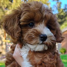 Blanche - Red  female Goldendoodle puppy in Bountiful, Utah from Red Brick Doodles