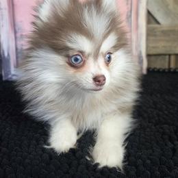 CHOCOLATE TOY SIZE POMSKY GIRL with Blue Eyes - Chocolate female Pomsky puppy in Austin, Colorado from Colorado Mini Dachshunds & Mini Pomskies