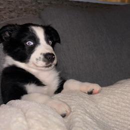 Teal - Black & white female Miniature Australian Shepherd puppy in Arizona from Country Charm Mini Aussies