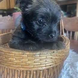 Eli - Black brindle male Cairn Terrier puppy in Burbank, Ohio from The Cairns of Killdeer