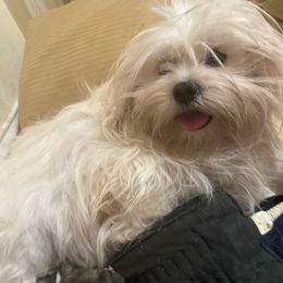 Lamborghini - Lhasa Apso