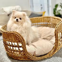 Luna - Pomeranian