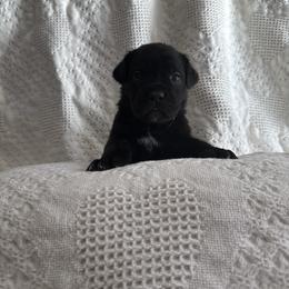 Cupid - Black female Cane Corso puppy in Utah from 3Lake Kennelz