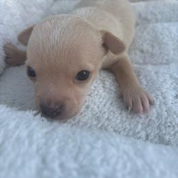 Flint - Cream male Chihuahua puppy in Scranton, South Carolina from The Magnolia Pawlor, LLC
