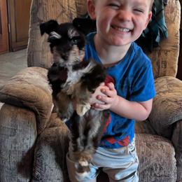 Goldendoodle and Miniature Schnauzer All Grown Up from Marvelous Mannered K9s of Texas