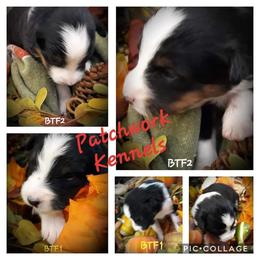 Australian Shepherd Puppies from Patchwork Kennels