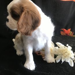 Cavalier King Charles Spaniel Puppies from Christina’s Cavaliers