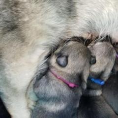 Swedish Vallhund Puppies from Windstorm Dogs
