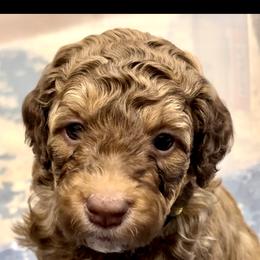Aussiedoodle and Bernedoodle Puppies from LolliPop Farms