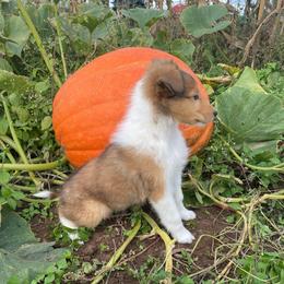 Maisie - Sable and white female Collie puppy in Hinckley, Minnesota from Rusty Spur Collies