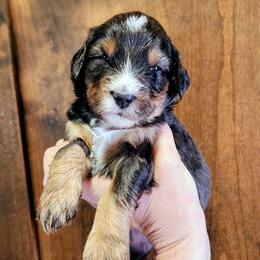 Etta James - Merle female Bernedoodle puppy in Pollock Pines, California from Ten Acre Wood Doodles