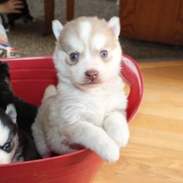 Brownie - Red and white male Pomsky puppy in Stockton, Utah from Mischa Nelson