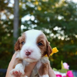 Spencer - Yellow - Red  female Goldendoodle puppy in Ruthorfordton, North Carolina from Duncan Doodles Goldendoodles