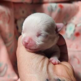 Lainey - White female Chihuahua puppy in Gerald, Missouri from OutLaw Chihuahua's